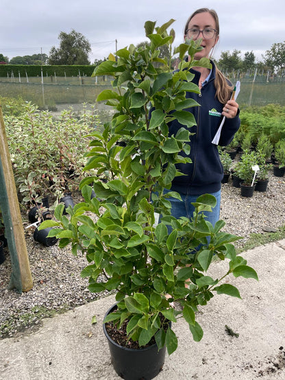 Magnolia Genie 20 Litre Pot 125/150cm Tall