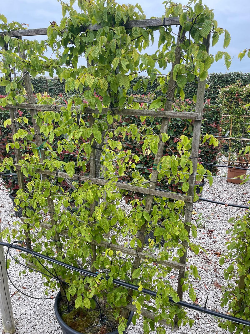 Carpinus Betulus Pleached Frame 160cm x 110cm