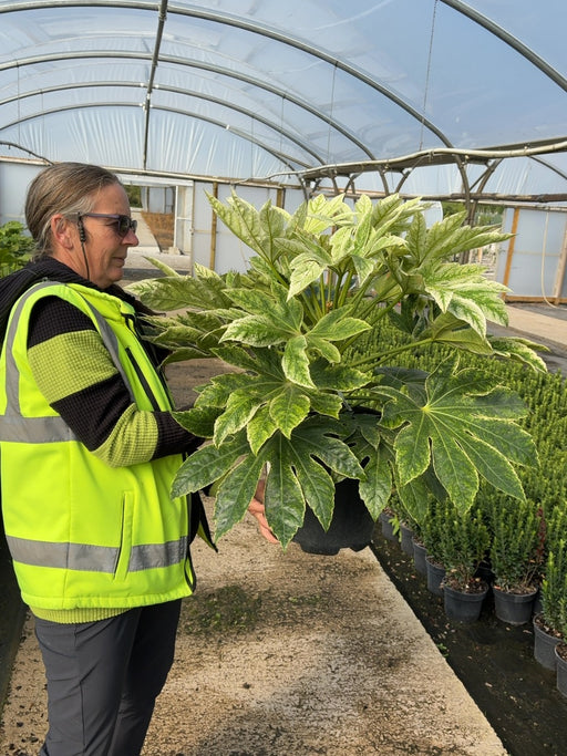 Fatsia Spiders Web 12 Litre Pot
