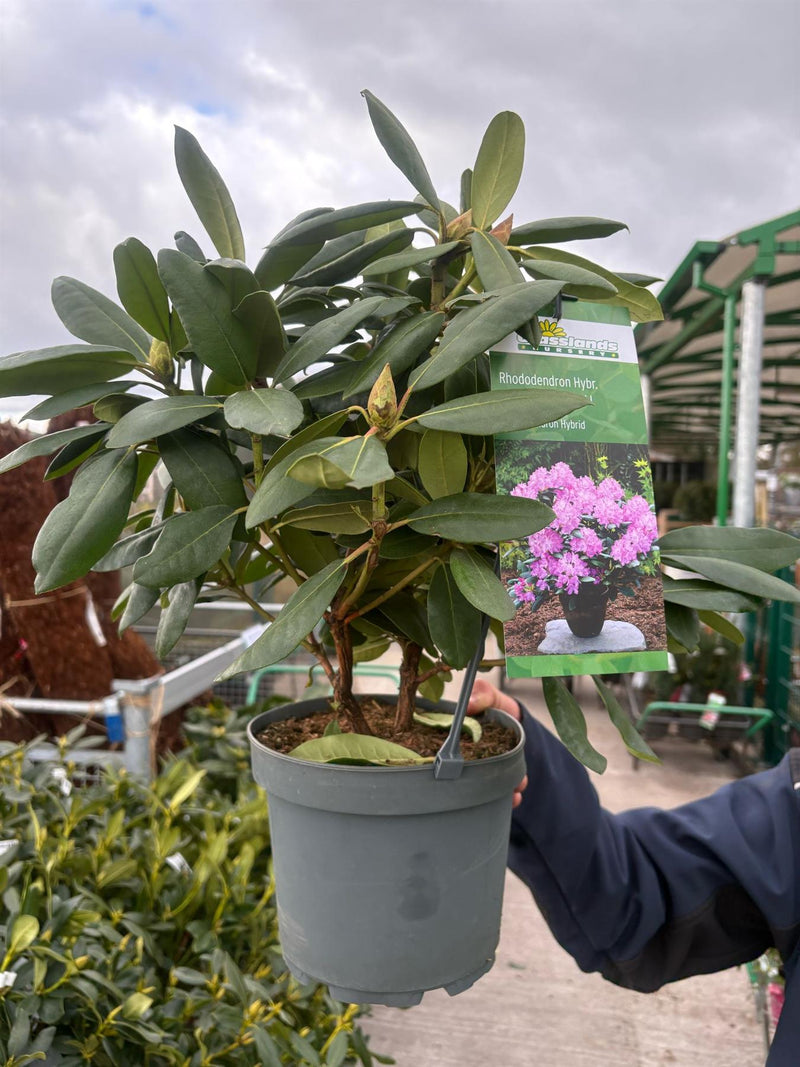 rhododendron englisch Rhododendron English Roseum 4 Litre Pot — Grasslands Nursery