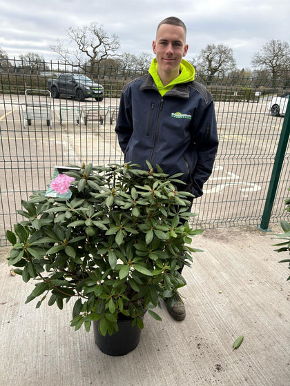 Rhododendron Hybrid 'Roseum Elegans' 20 Litre Pot