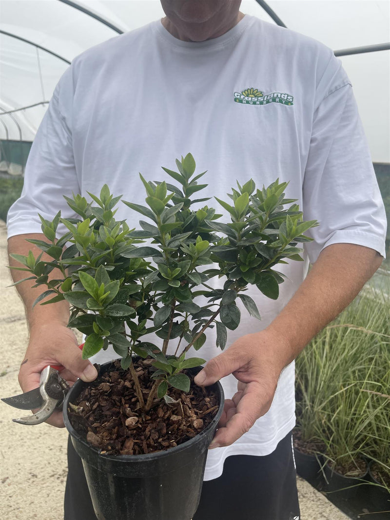 Azalea Japonica Broceliande Arthur 3 Litre Pot