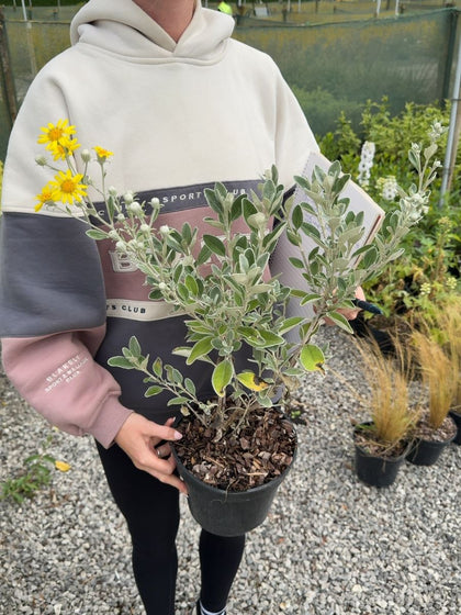 Brachyglottis 'Sunshine' - Senecio 3 Litre Pot