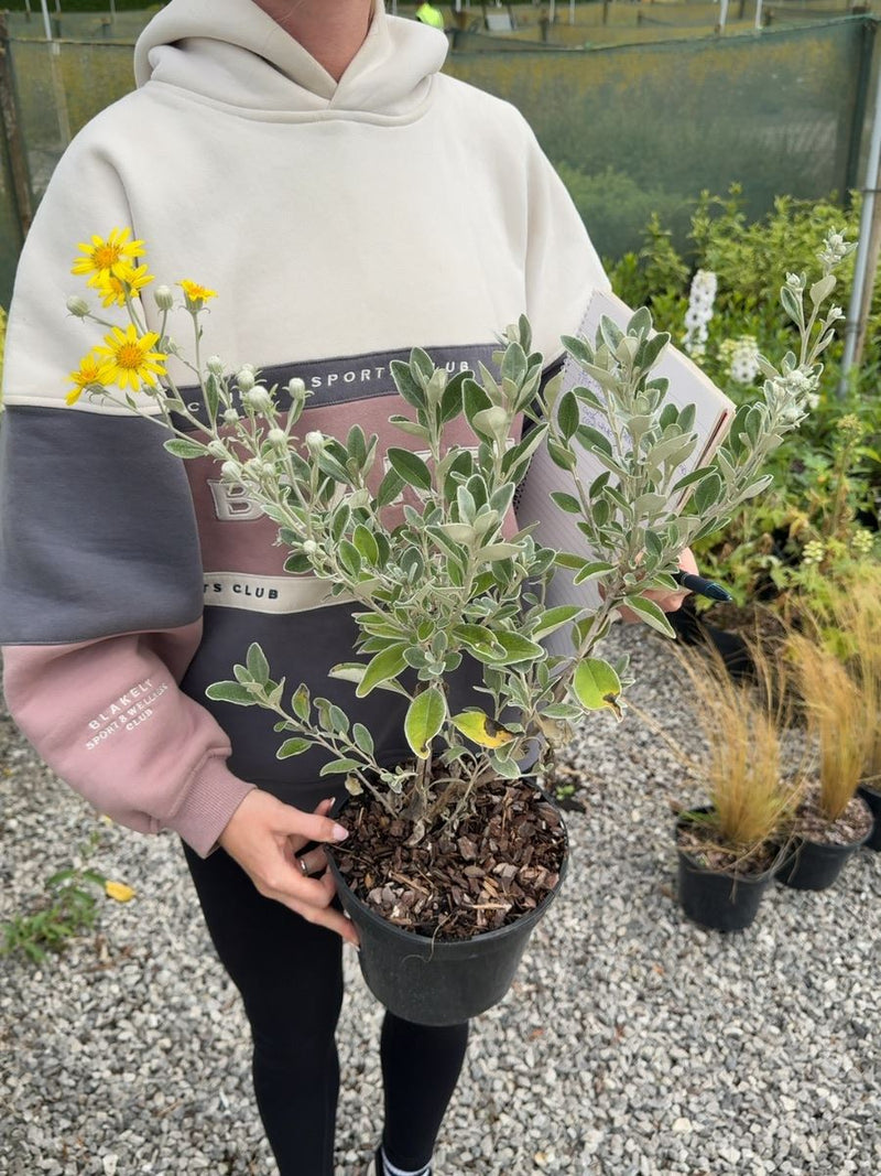 Brachyglottis 'Sunshine' - Senecio 3 Litre Pot