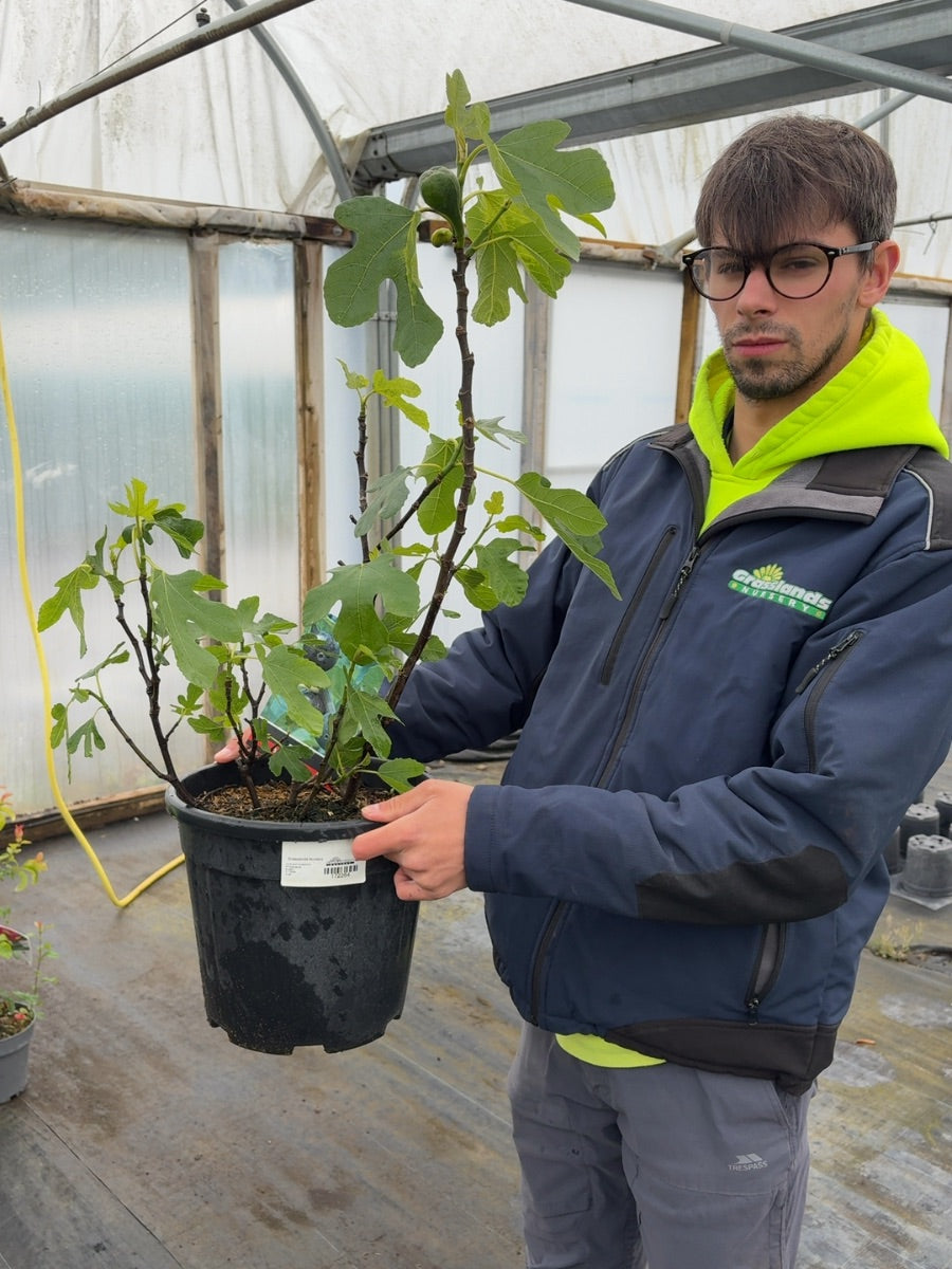 Ficus Carica 9 Litre Pot
