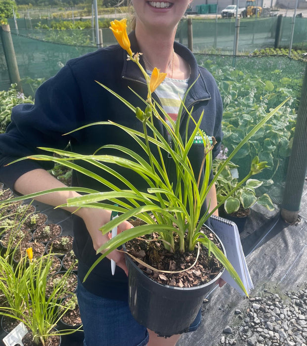 Hemerocallis Stella D'Oro 3 Litre Pot