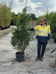 Portuguese Laurel 25 Litre Pot 160/170cm