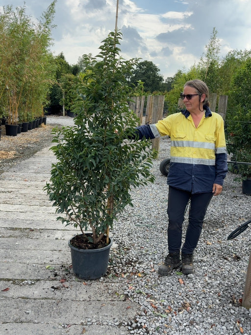 Portuguese Laurel 25 Litre Pot 160/170cm