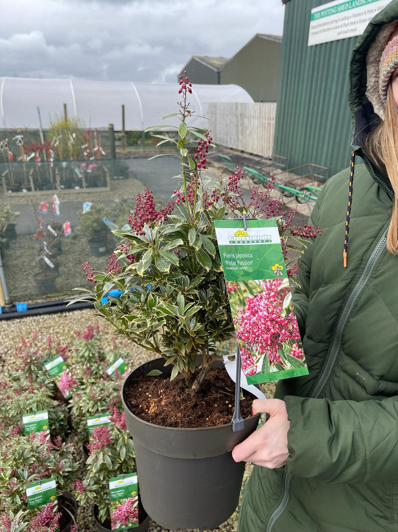 Pieris Japonica Polar Passion 6 Litre Pot