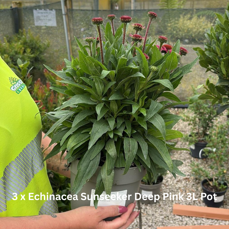 12 x Late Summer Flowering Perennial Border Pack 3