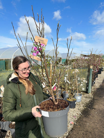Magnolia Susan 12 Litre Pot 80/100cm
