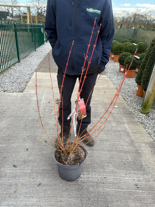 Cornus Magic Flame 10 Litre Pot