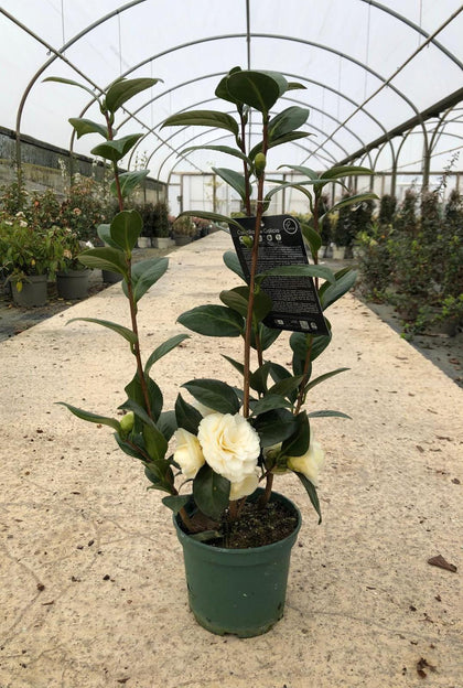 Camellia Japonica Dahlonega 7.5 Litre Pot