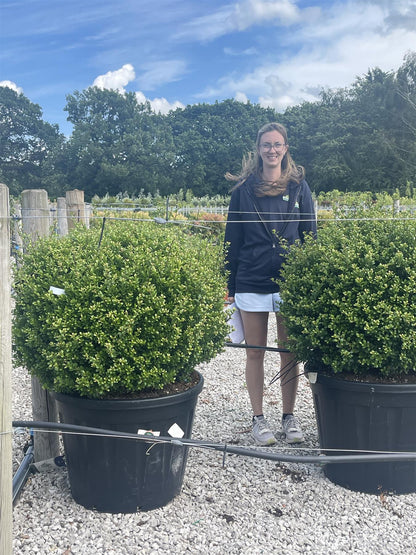 Ilex Crenata Hecco Ball 130 Litre Pot 80cm Wide