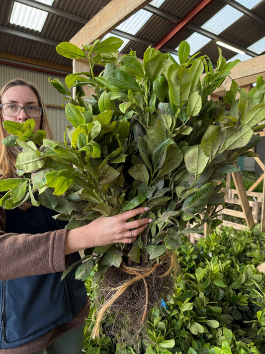 Cherry Laurel 40/50cm Bare Root Delivery from November