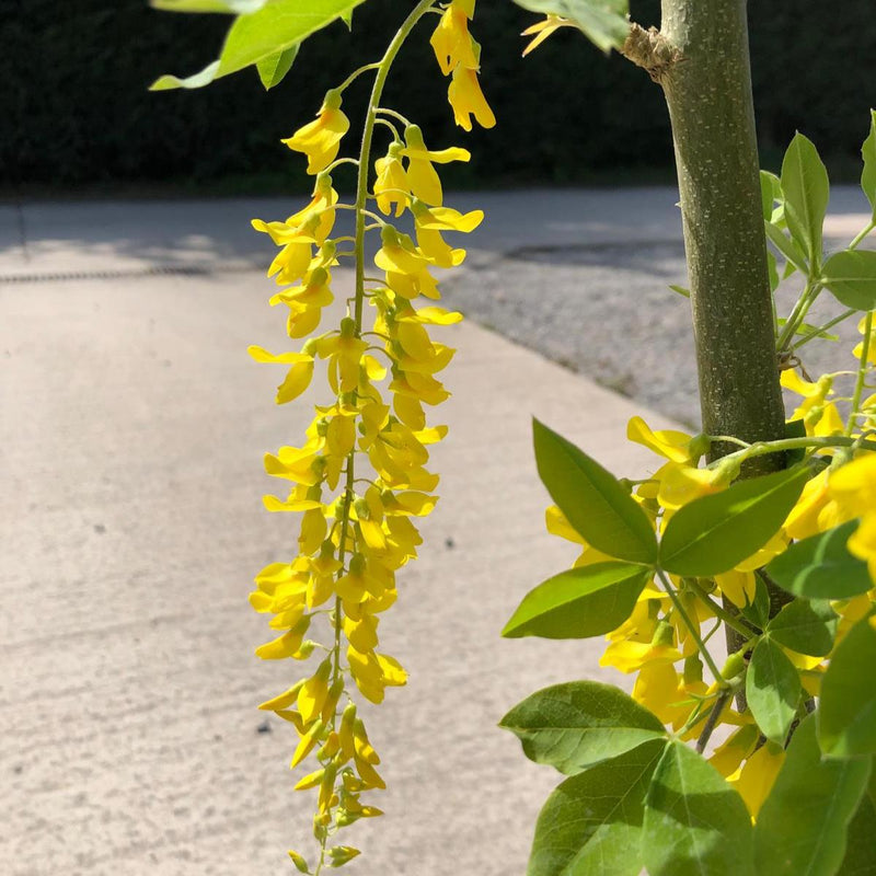 Laburnum Vossii 10 Litre Pot