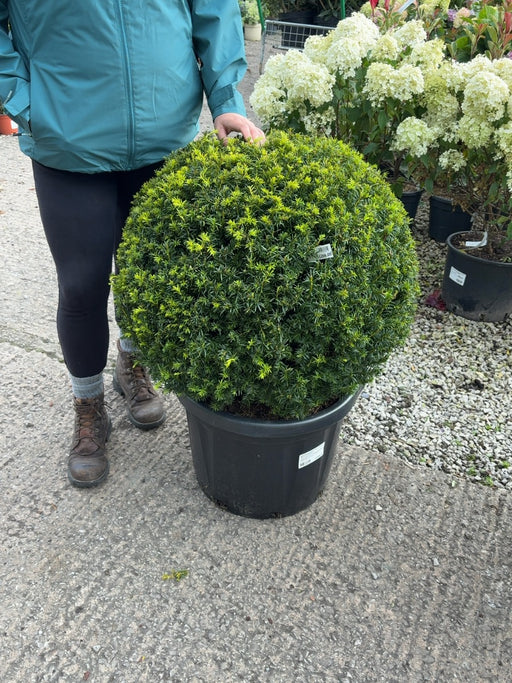 Taxus Baccata Golden Carol - Yew Ball 45 Litre Pot 60-65cm