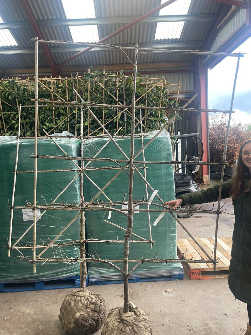 Plum Victoria  Espalier Pleached, 150cm Wide, 180cm Tall. 5 Tiers
