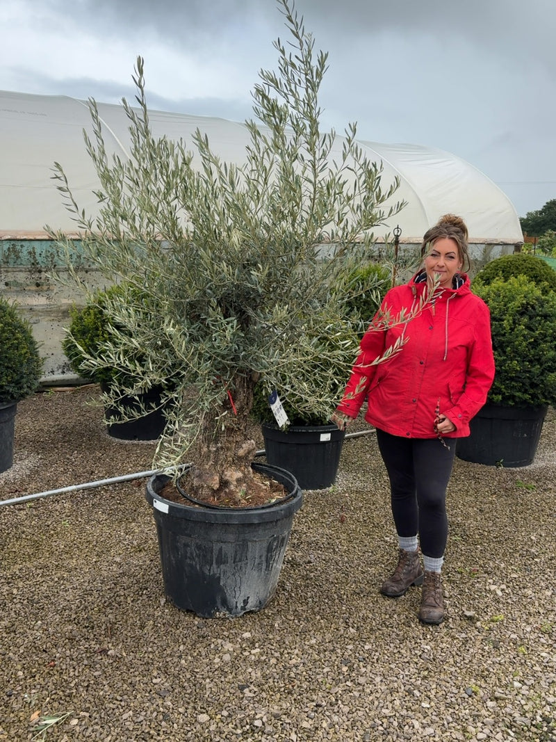 Olea Europea Gnarled Specimen Olive Tree 130 Litre Pot