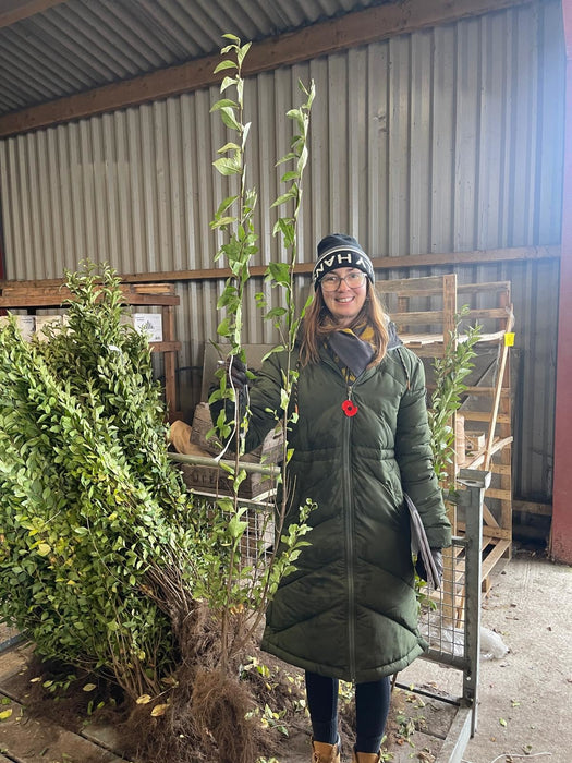 Green Privet Bare Root 120/150cm Delivery Jan/Feb