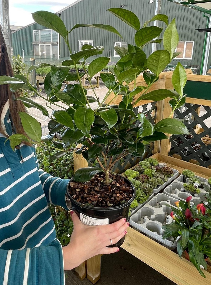 Camellia Silver Anniversary 3 Litre Pot