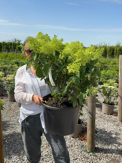 Hydrangea paniculata Skyfall 25 Litre Pot