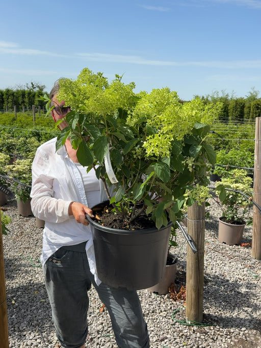 Hydrangea paniculata Skyfall 25 Litre Pot