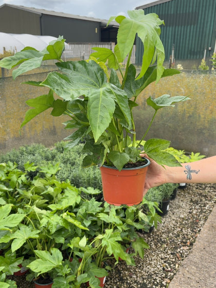 Fatsia Japonica 2 Litre Pot