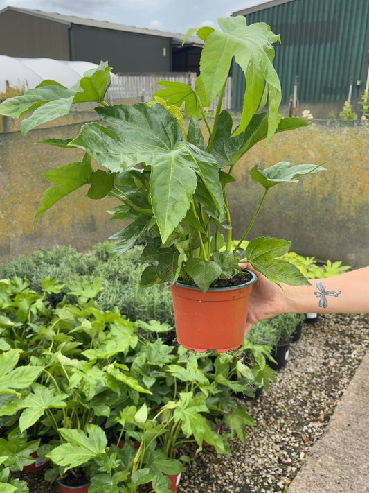 Fatsia Japonica 2 Litre Pot