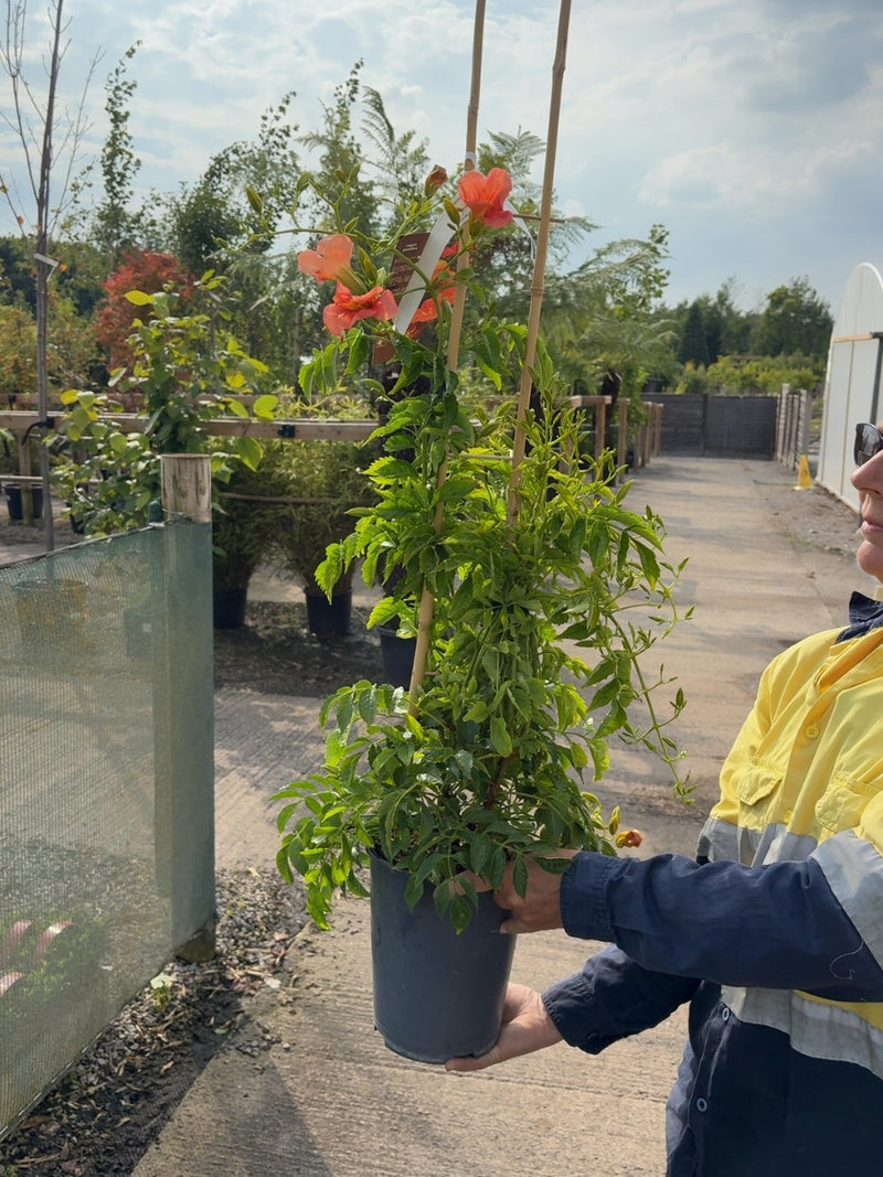 Campsis Grandiflora 4 Litre