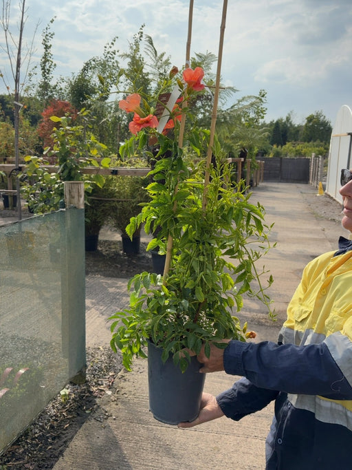 Campsis Grandiflora 4 Litre