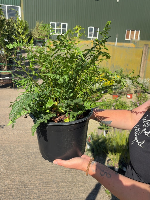 Polystichum Setiferum Proliferum 5 Litre Pot