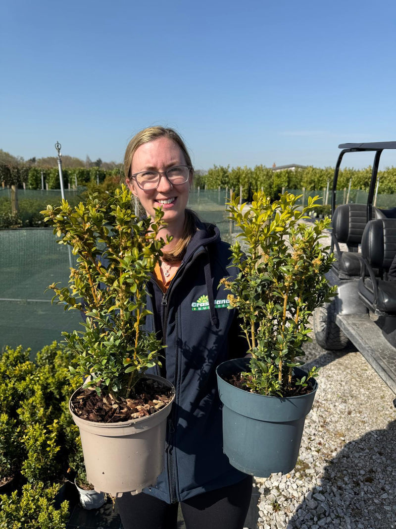 Box Hedging 25/30cm 2 Litre Pot Seconds