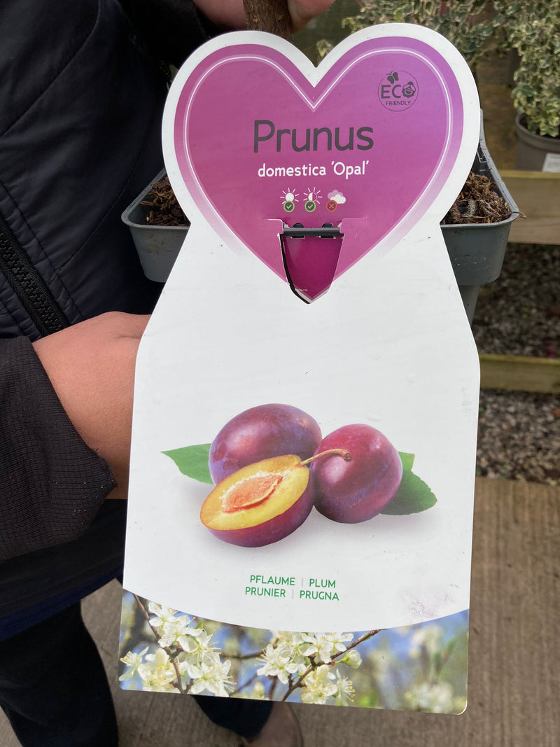 Plum Prunus Dom. Opal 5 Litre Pot Patio Tree
