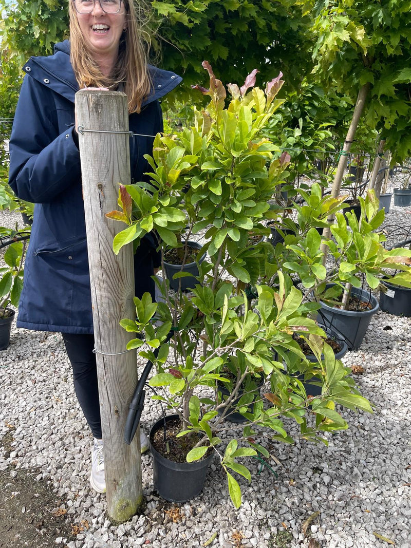 Magnolia loeb. Leonard Messel 7.5 Litre Pot
