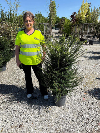 Yew Hedging 110/130cm 12 Litre Pot