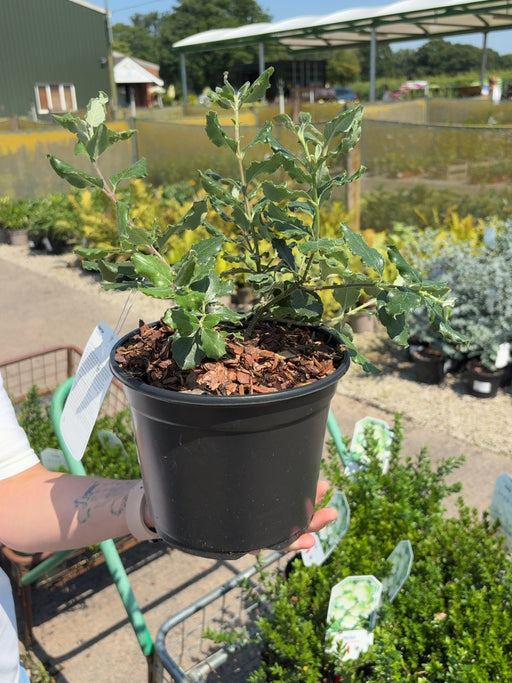 Garrya Elliptica James Roof 3 Litre Pot