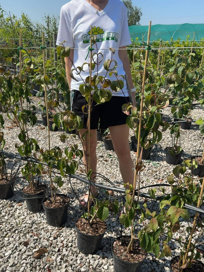 Cornus kousa 'Wieting's Select' - Kousa Dogwood 3 Litre Pot