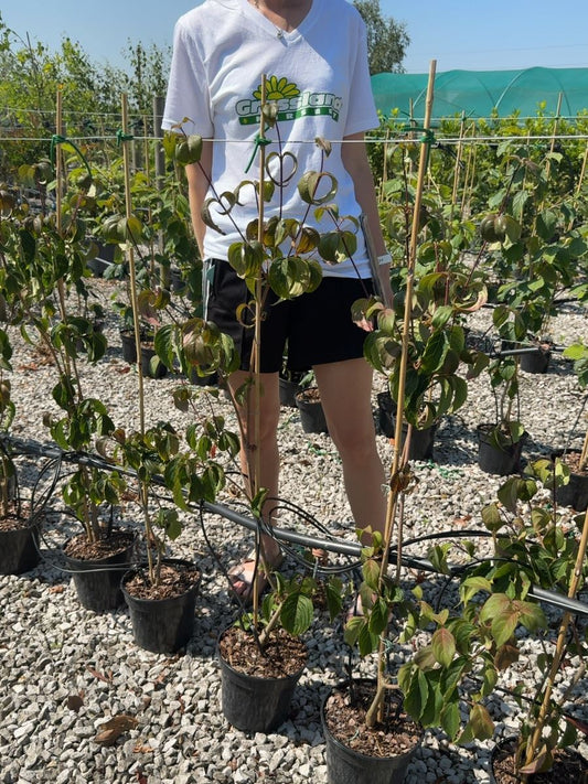Cornus kousa 'Wieting's Select' - Kousa Dogwood 3 Litre Pot