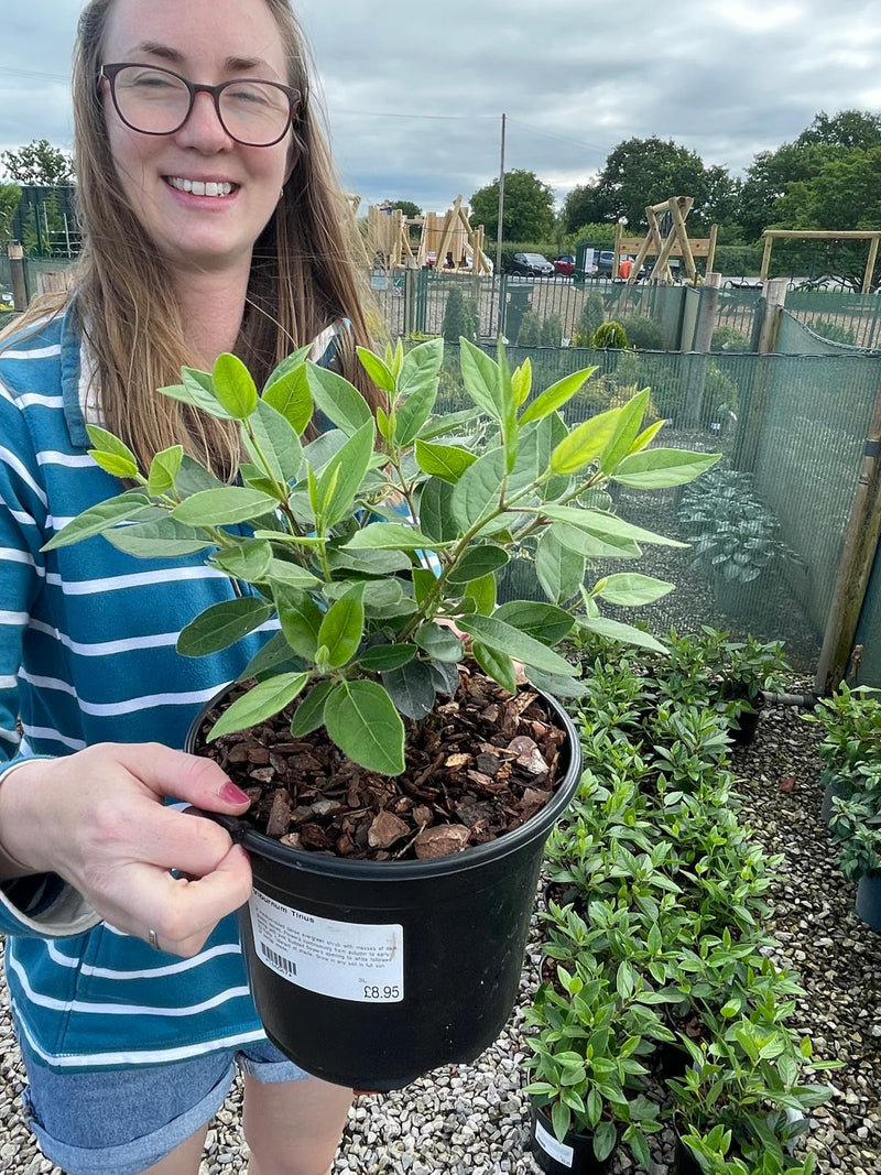 Viburnum Tinus 3 Litre Pot