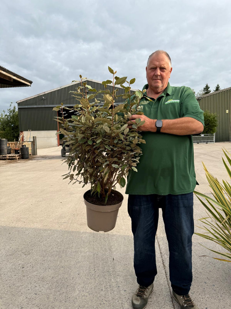 Elaeagnus x Ebbingei Compacta 10 Litre Pot 100cm High