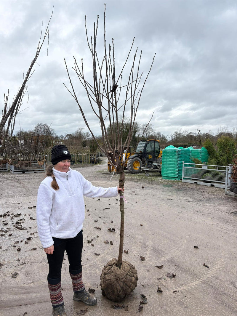 Cherry Prunus Avium Kordia Heavy Half Standard 12/14cm Girth