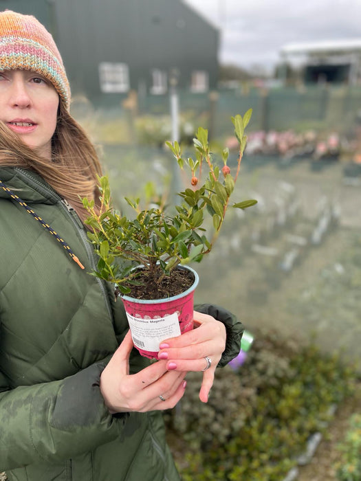 Rhododendron Bloombux Magenta 10.5cm Pot