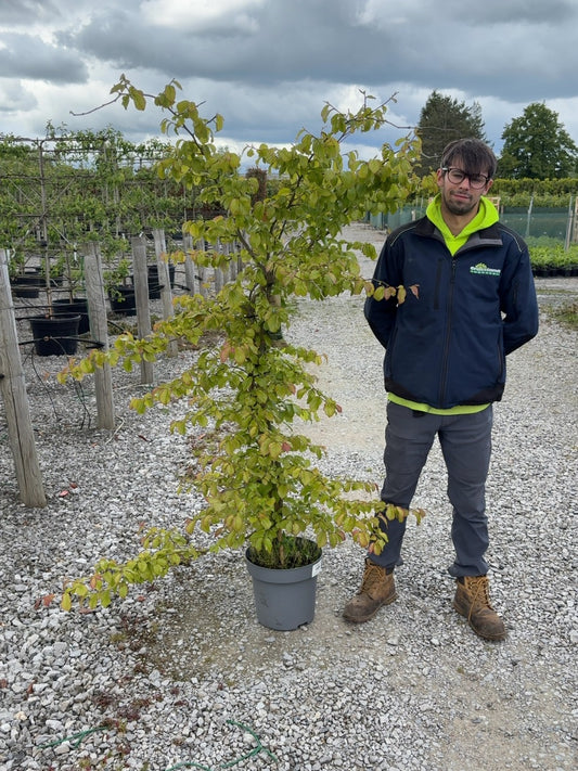 Parrotia Persica 12 Litre Pot 100/125cm