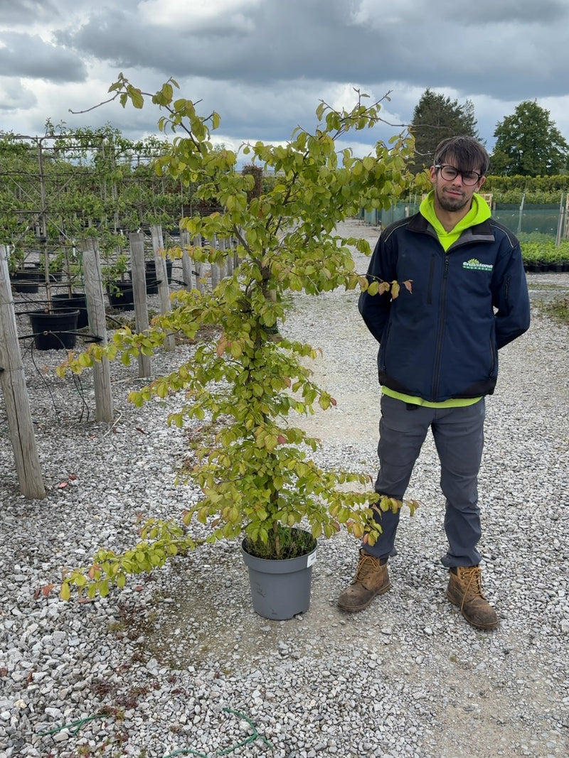 Parrotia Persica 12 Litre Pot 100/125cm
