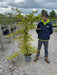 Parrotia Persica 12 Litre Pot 100/125cm