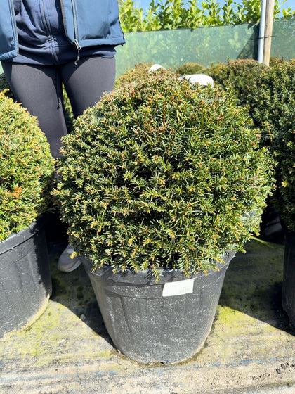 Yew Taxus Baccata Ball 50-55cm Pre Order/Ready For June
