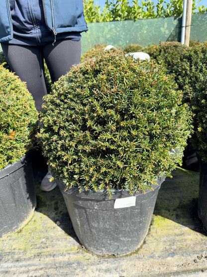 Yew Ball Taxus Baccata 50-55cm