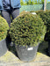 Yew Taxus Baccata Ball 50-55cm Pre Order/Ready For June