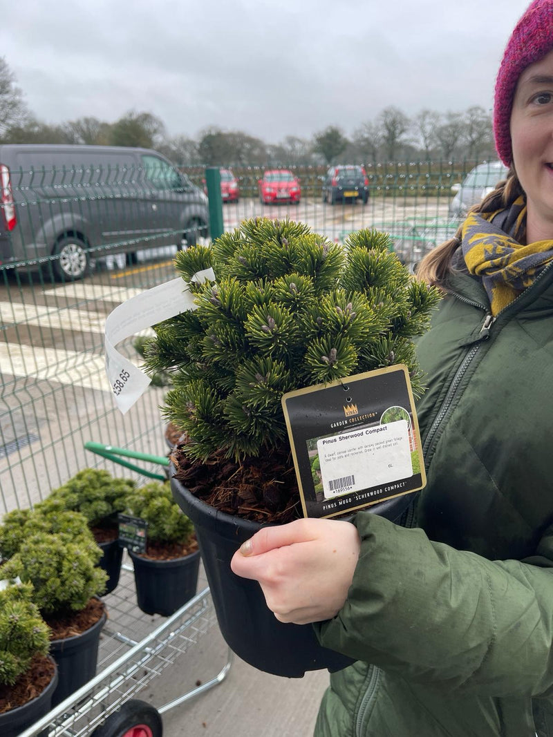 Pinus Sherwood Compact 6 Litre Pot